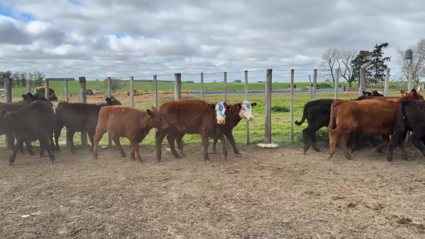 Lote TERNERAS