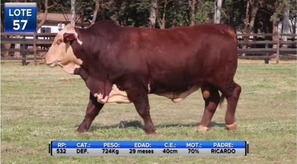 Lote TOROS BRAFORD  -LOTE 57