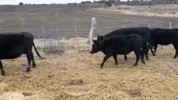 Lote (Vendido)4 Vaquillonas Vacas Preñadas AA en SANTA ELENA