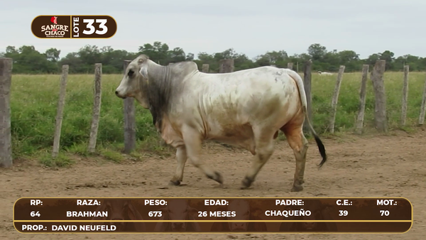 Lote Lote 33