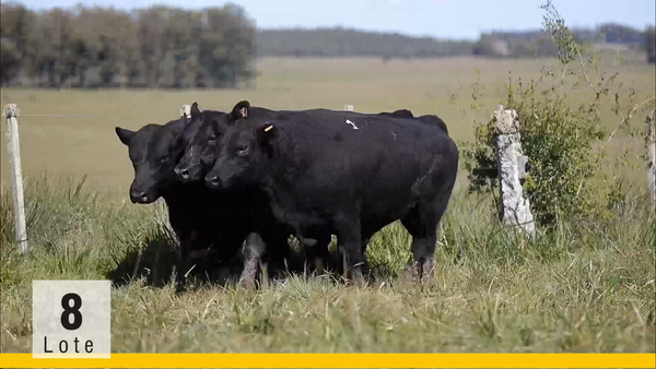 Lote (Vendido)Toros, Montevideo