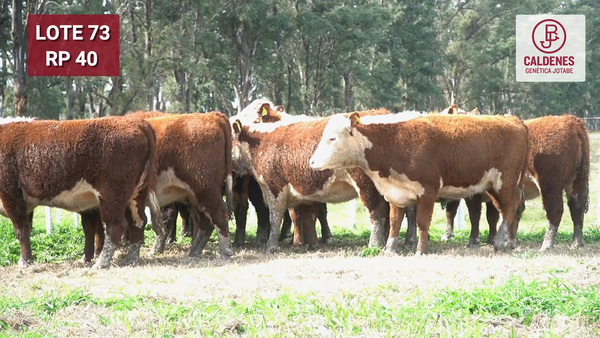 Lote VAQUILLONAS PR Y RG PREÑADAS PARICIÓN OTOÑO (INSEMINACION ARTIFICIAL)