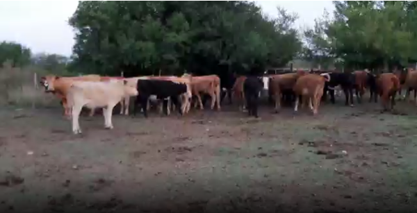 Lote 43 Vaquillonas en San José