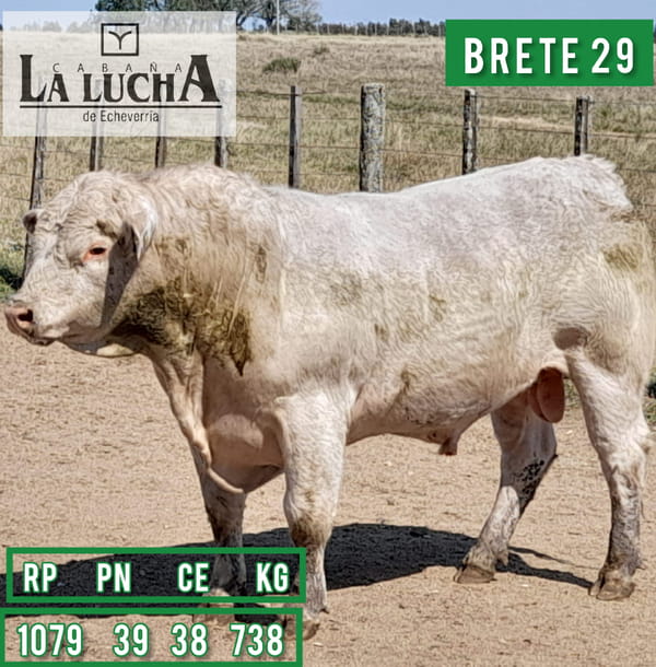 Lote TOROS CHAROLAIS PI
