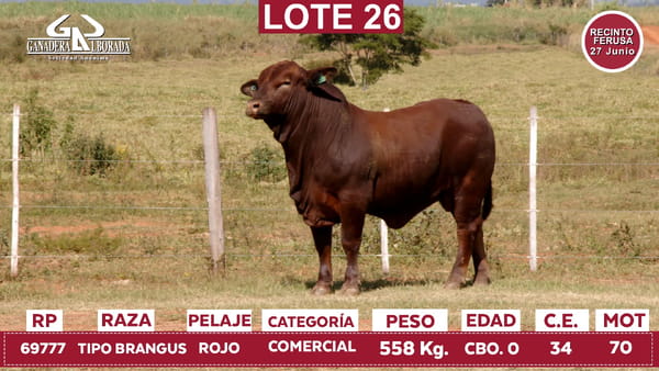 Lote Reproductores de Alborada - Lote 26
