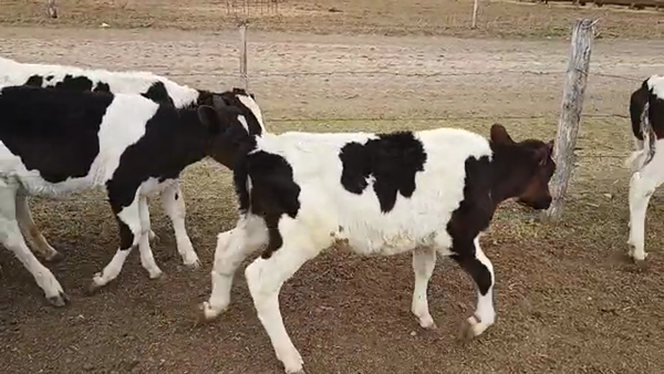Lote 12 Terneros Holando Argentino en Porteña, Córdoba