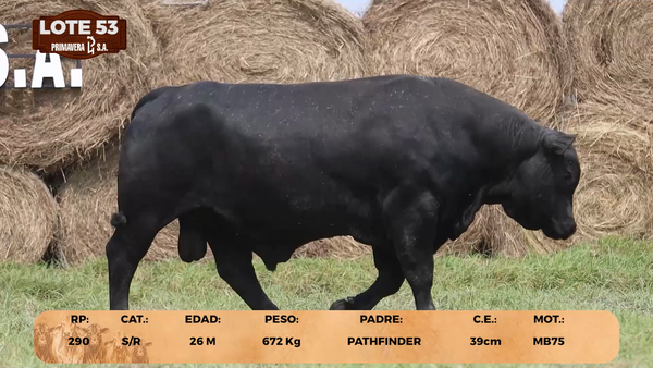 Lote LOTE 53