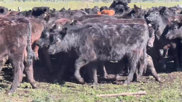 Lote 100 Terneras en Brandsen, Buenos Aires