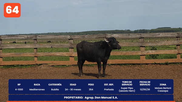 Lote LOTE 64