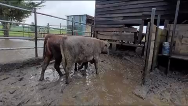 Lote 25 Ternero en Osorno, X Región Los Lagos