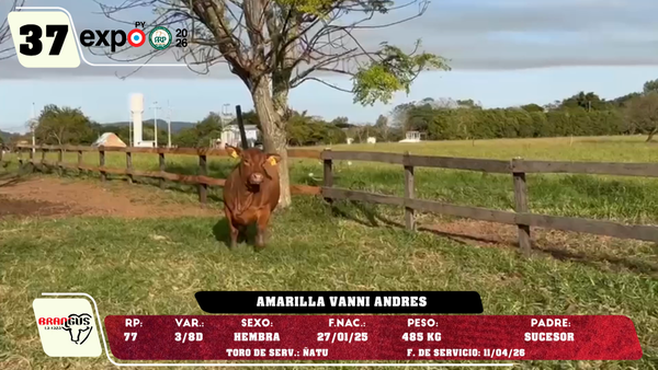 Lote LOTE 37