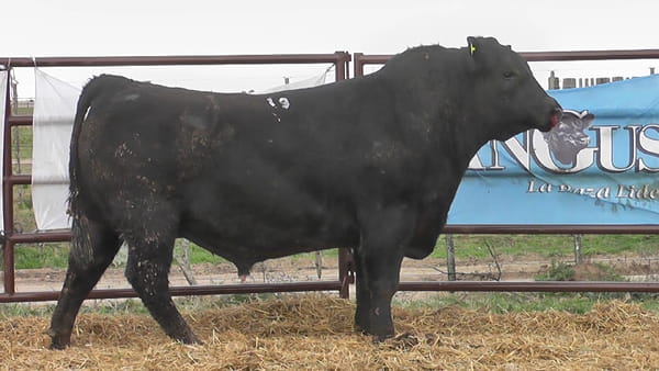 Lote "Toros ""SANTA ROSA"""