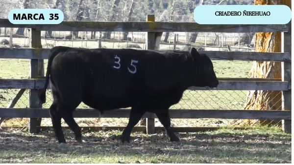 Lote 1 Toro en Coyhaique, XI Región Aysén