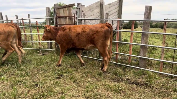 Lote VAQUILLONAS ENTORADAS