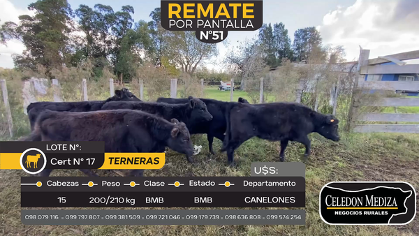 Lote 15 Terneras en Sauce, Canelones