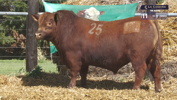 25 40866C — TOROS ANGUS PURO CONTROLADO