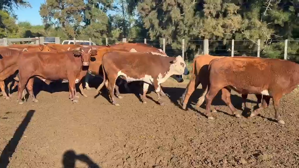 Lote 42 Novillos