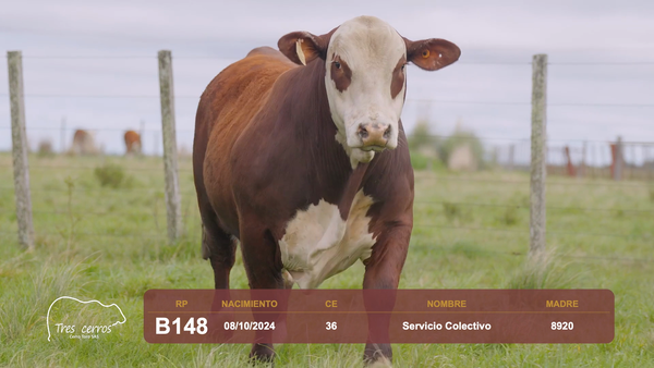 Lote RP B148