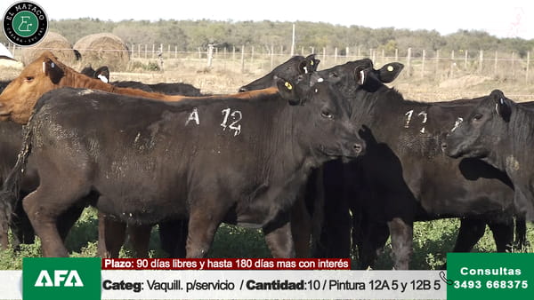 Lote """EL MATACO"" VAQUILLONAS PARA SERVICIO