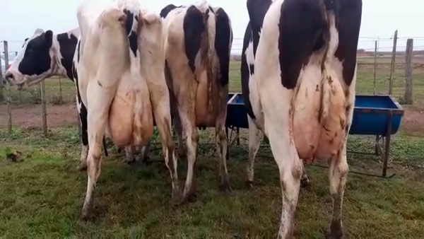 Lote Vacas En Producción - Hornero Chico