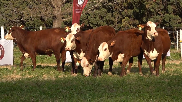 Lote Hembras de Don Amado