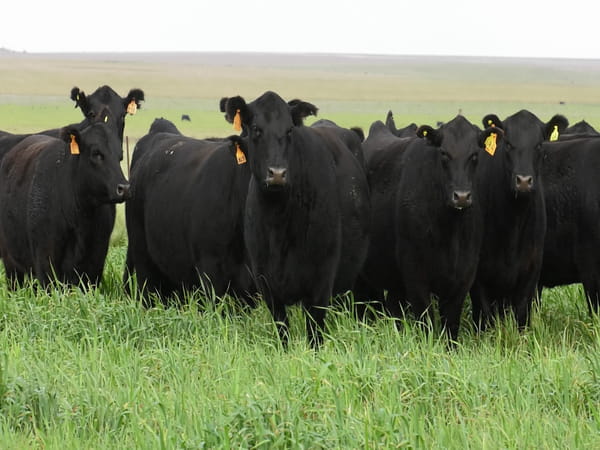 Lote VAQ. ANGUS NEGRAS MAS C/GTÍA DE PREÑEZ