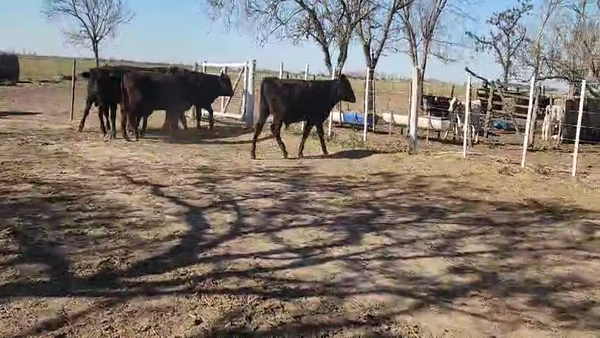 Lote 6 Terneros Angus y Cruzas en Sarmiento, Santa Fe