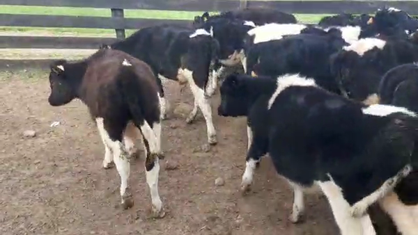 Lote 32 Terneros HOLANDO 185kg - , San José