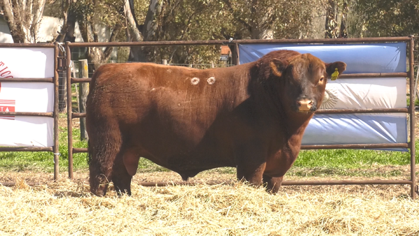 Lote TOROS ANGUS  PP