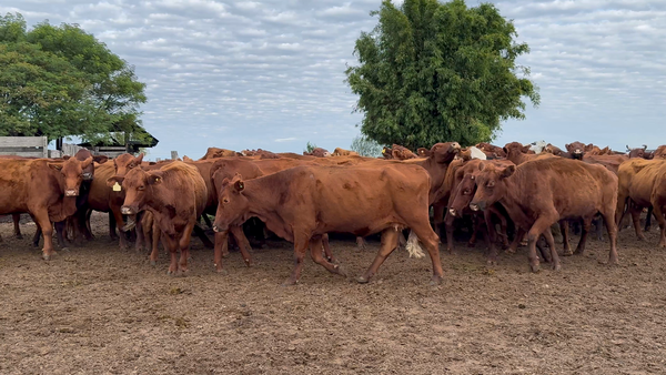 Lote 70 Vacas de invernar