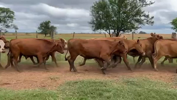 Lote 65 Novillos en Virasoro, Corrientes