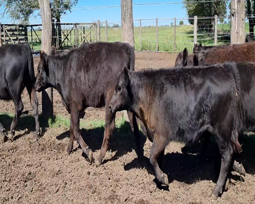 Lote 31 Terneras en Bolívar, Buenos Aires