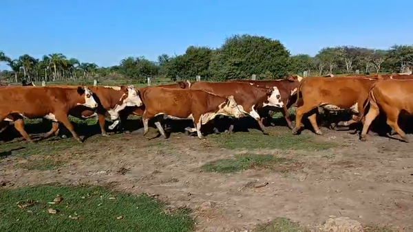 Lote 33 Vaquillonas preñadas en Corrientes, Curuzú-Cuatiá