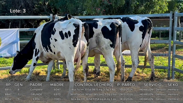 Lote Vacas