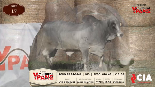 Lote Lote 17
