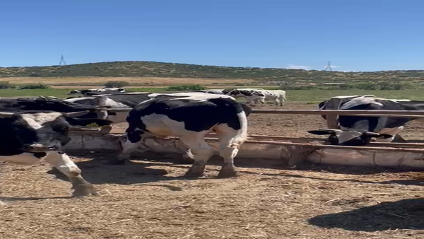 Lote 50 Novillo Engorda en Melipilla, Región Metropolitana