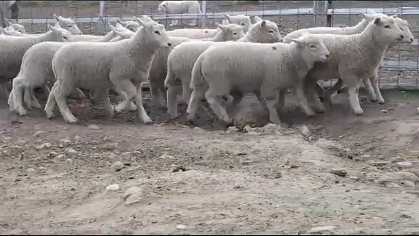 Lote (Vendido)20 Corderos HIGHLANDER 28kg -  en BARKER