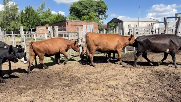 Lote VIENTRES ENTORADOS