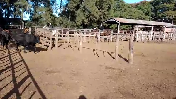 Lote 90 Novillos Braford y sus cruzas en Cayastá, Santa Fe