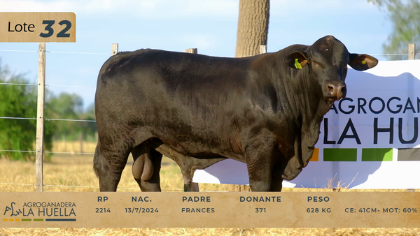 Lote LOTE 32