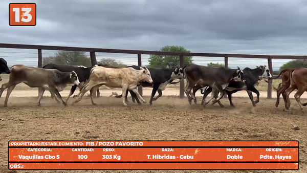 Lote LOTE 13