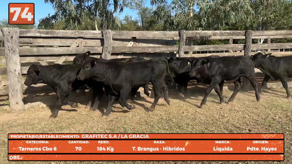 Lote LOTE 74