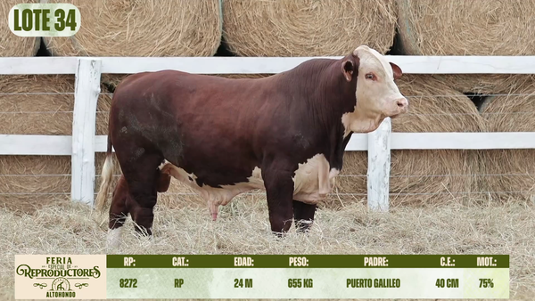 Lote LOTE 34