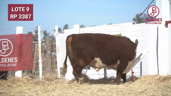 Lote Toro s/