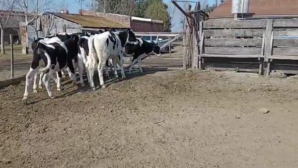 Lote Federico Romero - Terneras