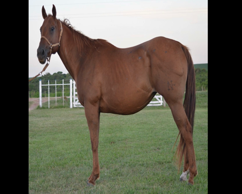 Lote TABASCO SHAKIRA 218