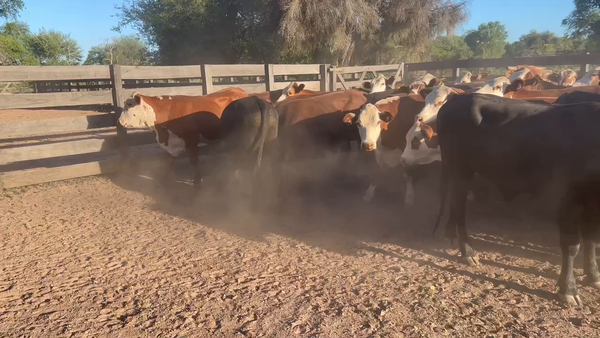 Lote 70 Novillitos en Juan José Castelli, Chaco