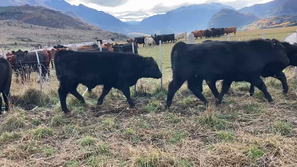 Lote 55 Ternero en Coyhaique, XI Región Aysén