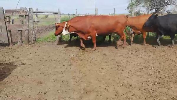 Lote 107 Vacas de invernar en Concepción del Uruguay, Entre Ríos