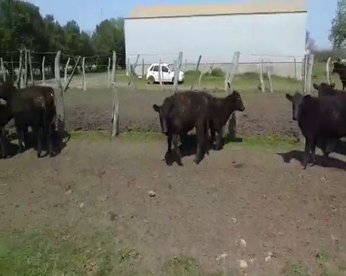 Lote 75 Terneros en Entre Ríos, Villaguay